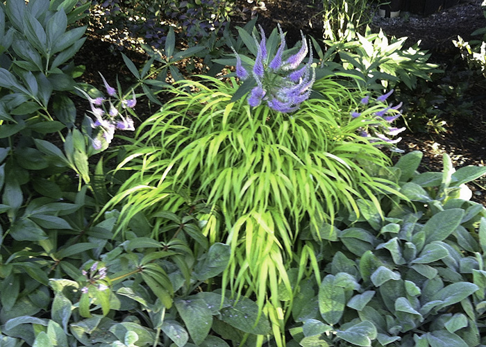 Mixed flora border photo