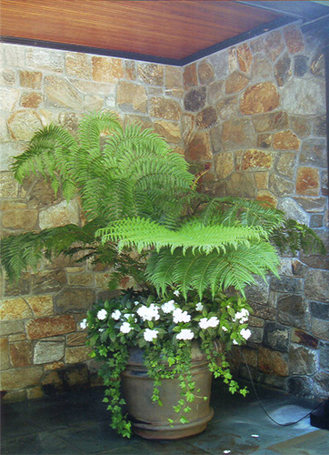 container planting