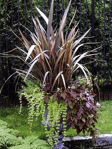 container planting