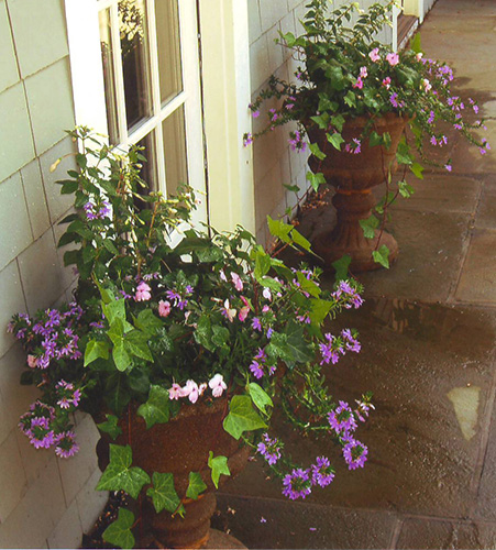 container planting