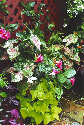 container planting