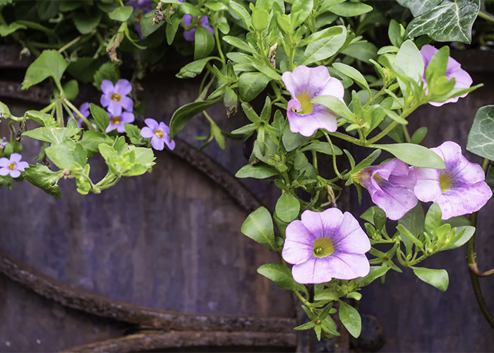container planting photo