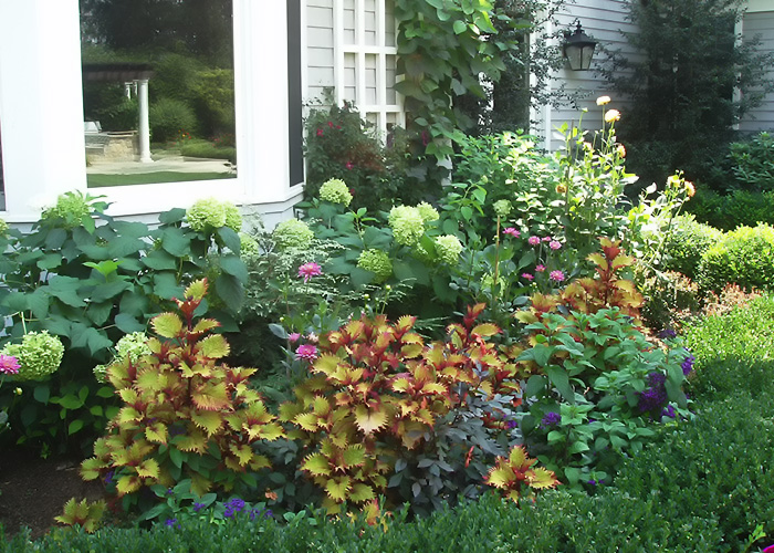 Mixed flora border photo