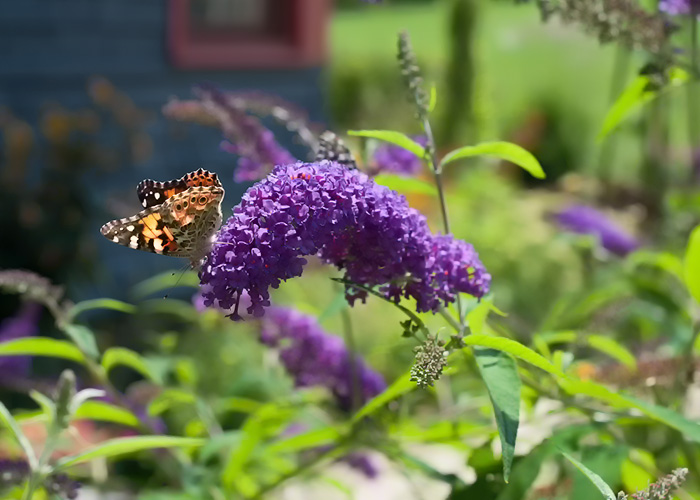 Butterfly photo