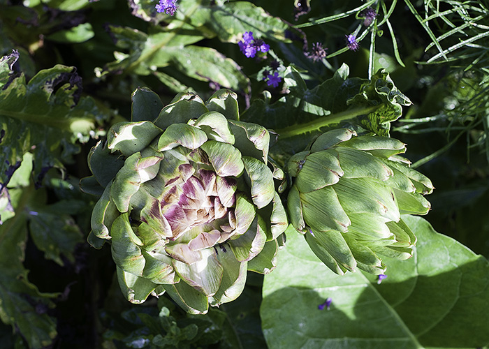 garden photo