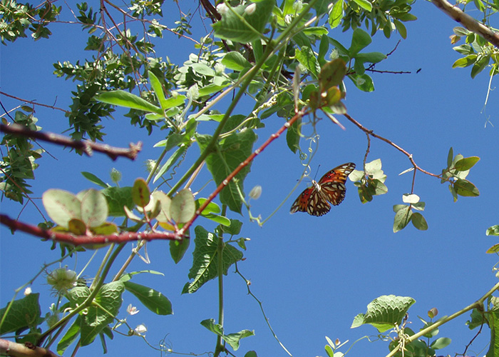 Butterfly photo