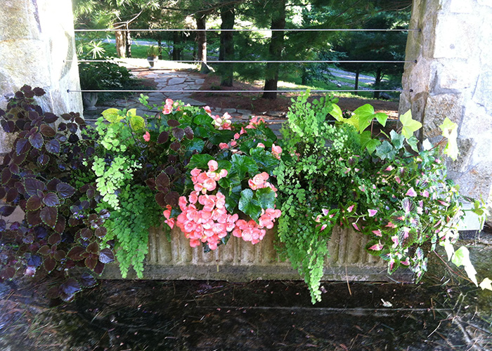 container planting